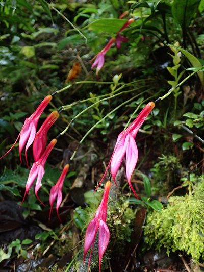 Masdevallia rosea, photographed by Nolan Exe