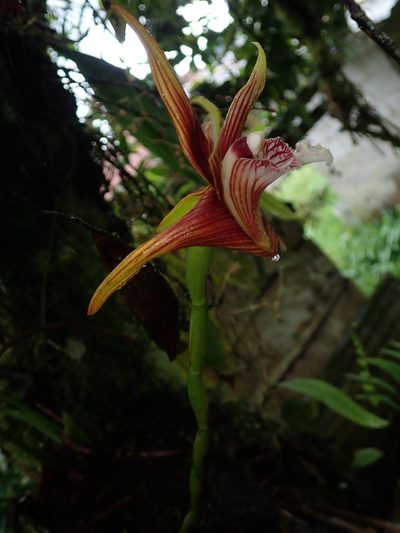 Maxillaria striata, photographed by Nolan Exe