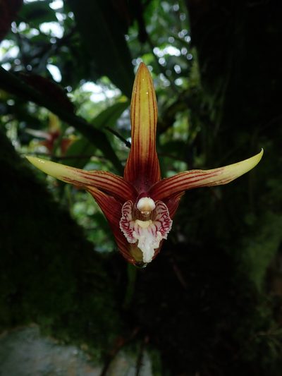 Maxillaria striata, photographed by Nolan Exe