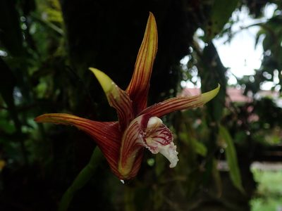 Maxillaria striata, photographed by Nolan Exe