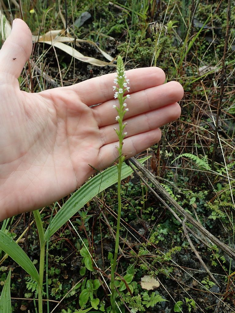 Ponthieva fertilis, photographed by Nolan Exe