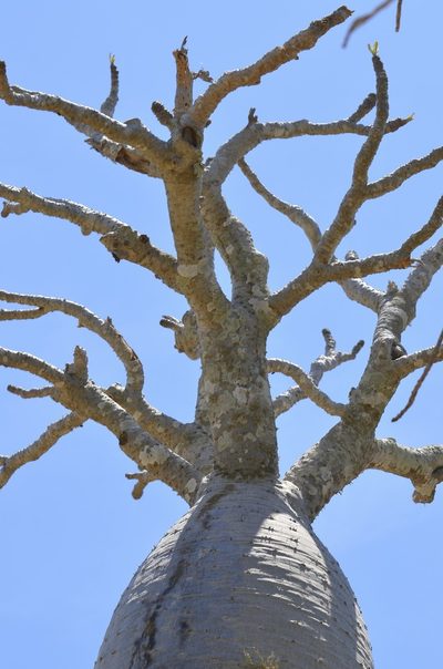 Pachypodium geayi, photographed by Jay Pruett