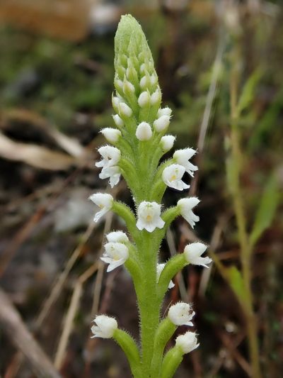 Ponthieva fertilis, photographed by Nolan Exe