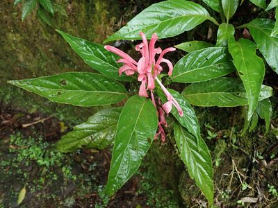 Justicia carnea, photographed by Nolan Exe