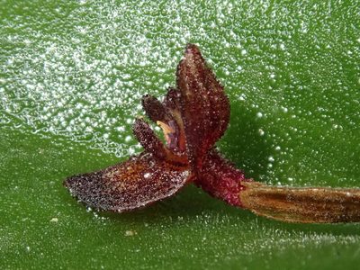 Pleurothallis phymatodea, photographed by Nolan Exe