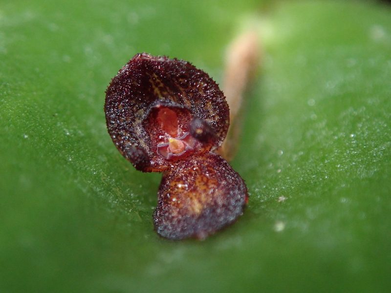 Pleurothallis phymatodea, photographed by Nolan Exe