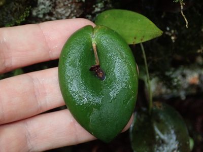 Pleurothallis phymatodea, photographed by Nolan Exe