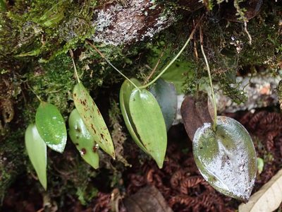 Pleurothallis phymatodea, photographed by Nolan Exe