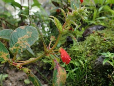 Kohleria spicata, photographed by Nolan Exe