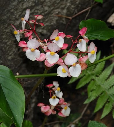 Begonia urophylla, photographed by desertnaturalist