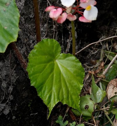 Begonia urophylla, photographed by desertnaturalist