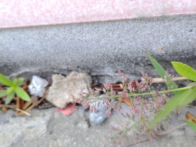 Eragrostis tenella, photographed by koala0090