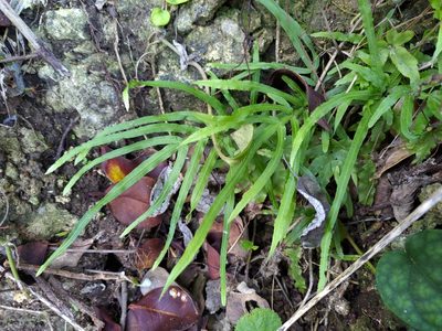 Pteris multifida, photographed by koala0090