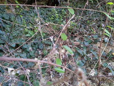 Nephroia orbiculata, photographed by koala0090