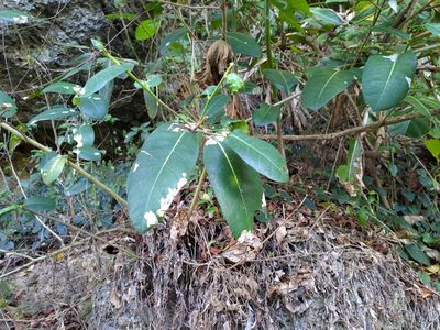 Ficus tinctoria, photographed by koala0090