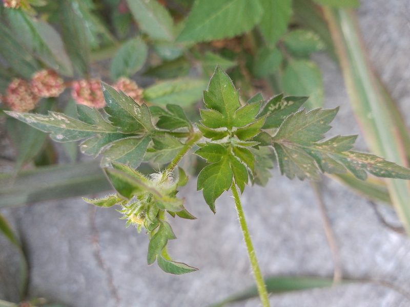 Bidens bipontina, photographed by Rodolfo Salinas Villarreal
