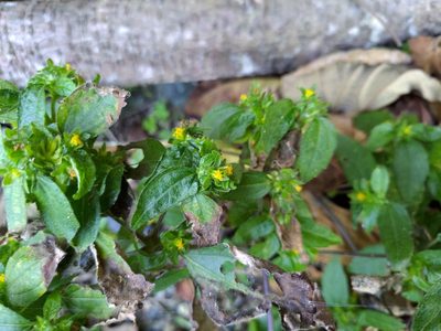 Synedrella nodiflora, photographed by koala0090