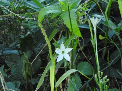 Nicotiana longiflora, photographed by Eduardo Luis Beltrocco