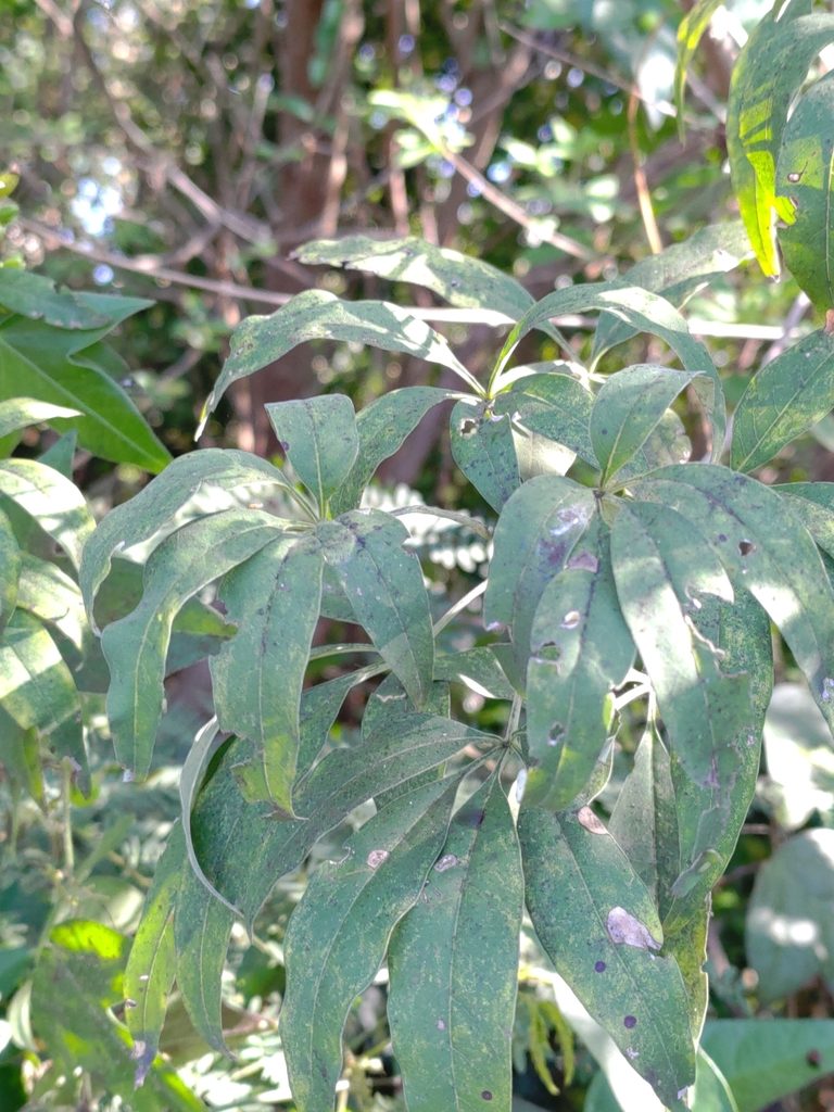 Heptapleurum ellipticum, photographed by koala0090