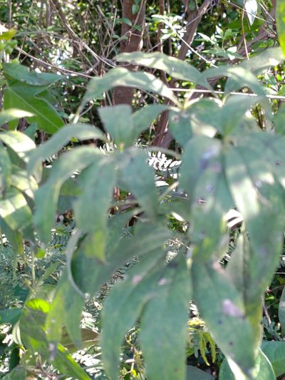 Heptapleurum ellipticum, photographed by koala0090