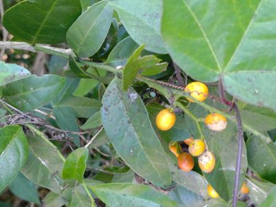 Champereia manillana, photographed by koala0090