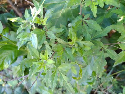 Vitex negundo, photographed by koala0090