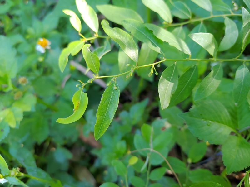 Phyllanthus reticulatus, photographed by koala0090