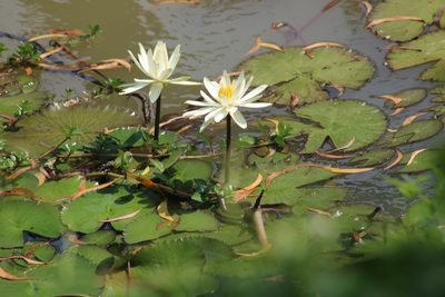 Nymphaea pubescens, photographed by Sabarni Sarker