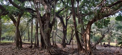 Ficus benghalensis, photographed by T R Shankar Raman