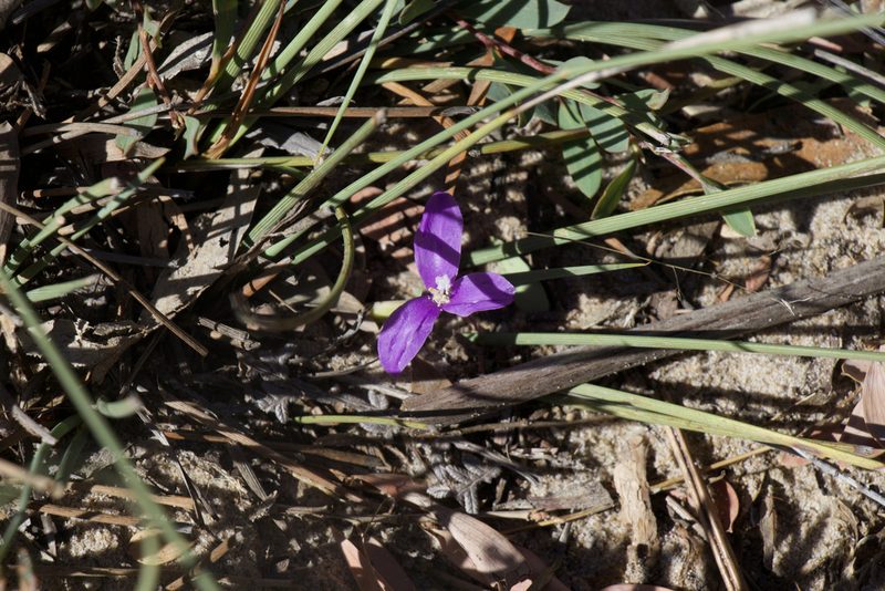 Patersonia fragilis, photographed by Dylan Wishart