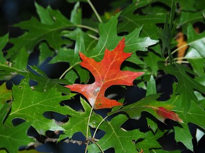 Quercus palustris, photographed by Katja Schulz