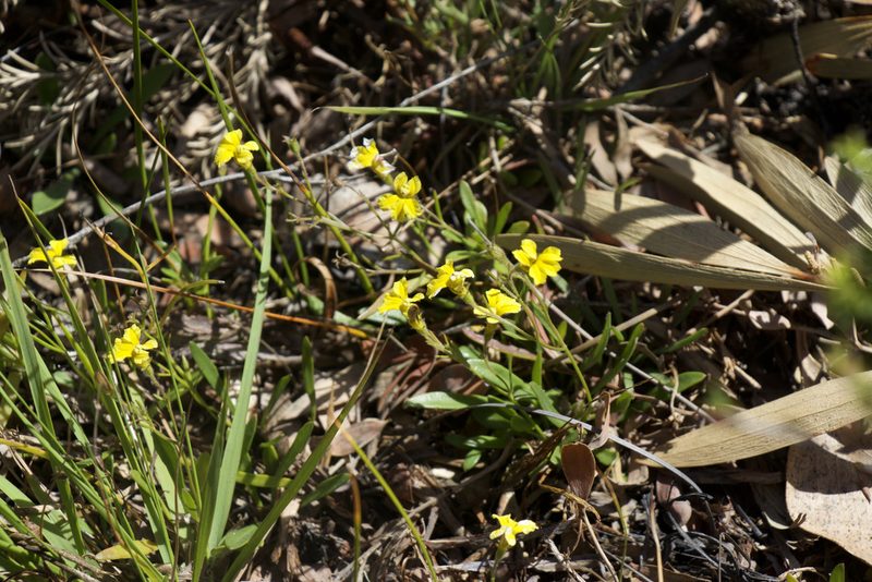 Goodenia humilis, photographed by Dylan Wishart