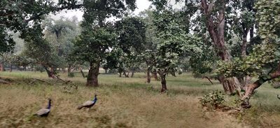 Butea monosperma, photographed by T R Shankar Raman