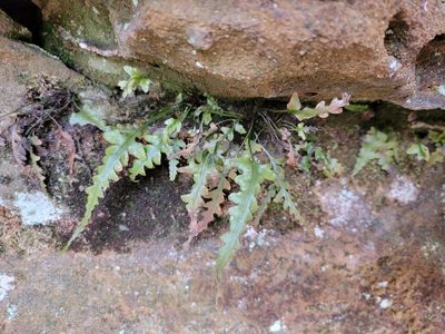 Asplenium pinnatifidum, photographed by Elias