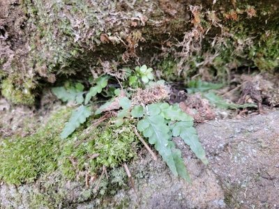 Asplenium pinnatifidum, photographed by Elias