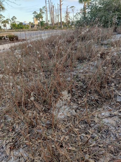 Schizachyrium maritimum, photographed by Scott Allen Davis