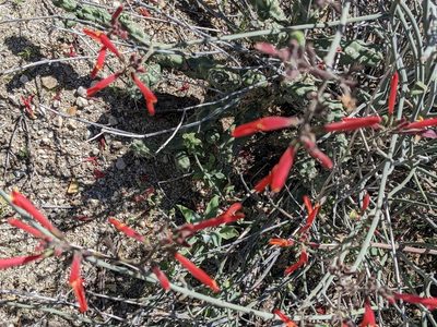 Justicia californica, photographed by Bruce Hartman