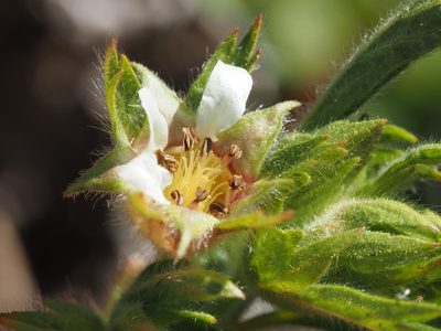 Potentilla californica