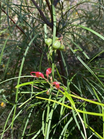 Grevillea longistyla, photographed by Martin Hannan-Jones
