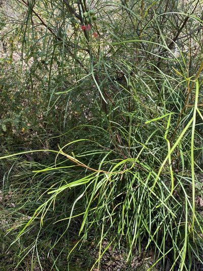 Grevillea longistyla, photographed by Martin Hannan-Jones