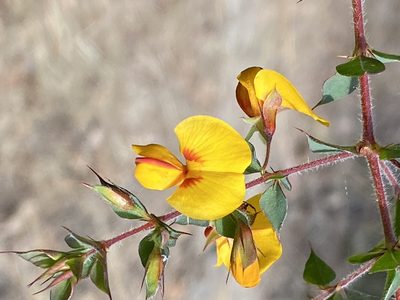 Pultenaea spinosa, photographed by Martin Hannan-Jones