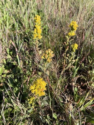 Solidago spathulata, photographed by Karen Offereins