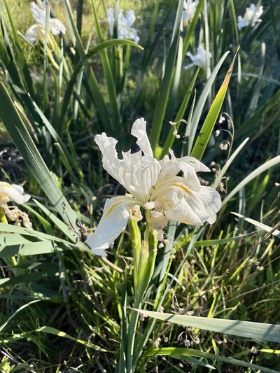 Iris longipetala, photographed by Karen Offereins