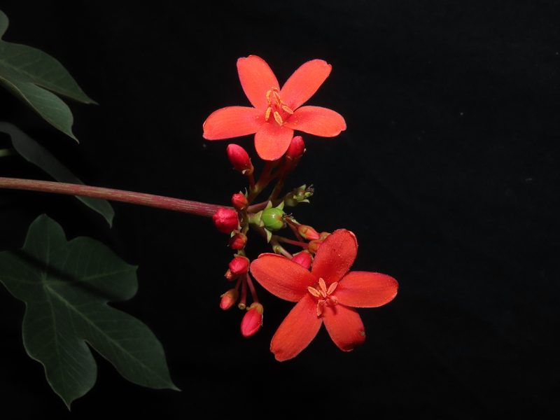 Jatropha nudicaulis, photographed by Manuel Roncal