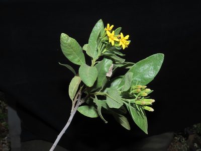 Trixis cacalioides, photographed by Manuel Roncal
