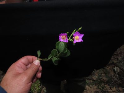 Talinum fruticosum, photographed by Manuel Roncal