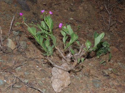 Talinum fruticosum, photographed by Manuel Roncal