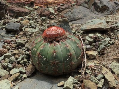 Melocactus peruvianus, photographed by Manuel Roncal