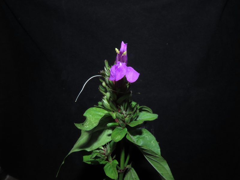 Justicia carthaginensis, photographed by Manuel Roncal