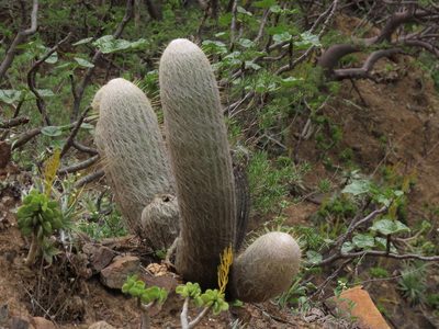 Espostoa melanostele, photographed by Manuel Roncal